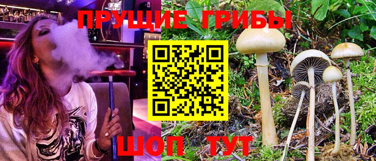 Псилоцибиновые грибы GOLDEN TEACHER Новосибирск